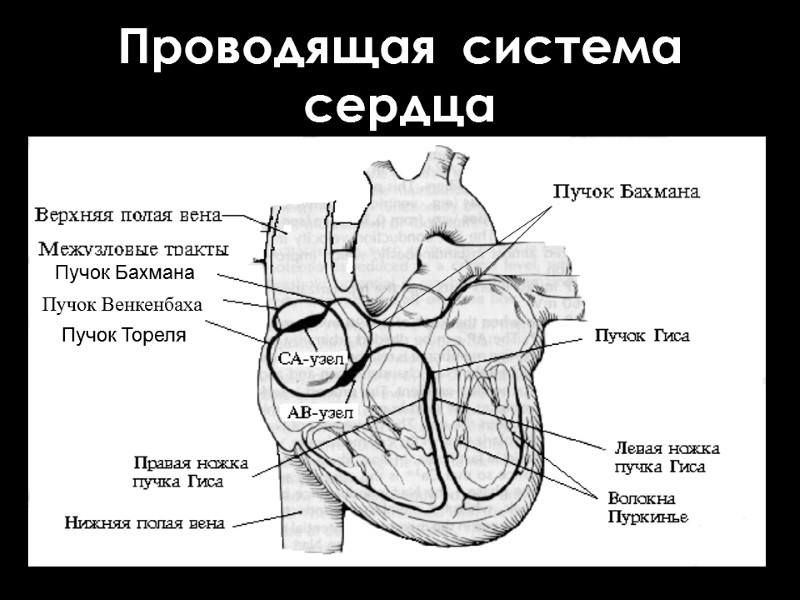 Проводящая  система  сердца Пучок Венкенбаха Пучок Тореля Пучок Бахмана